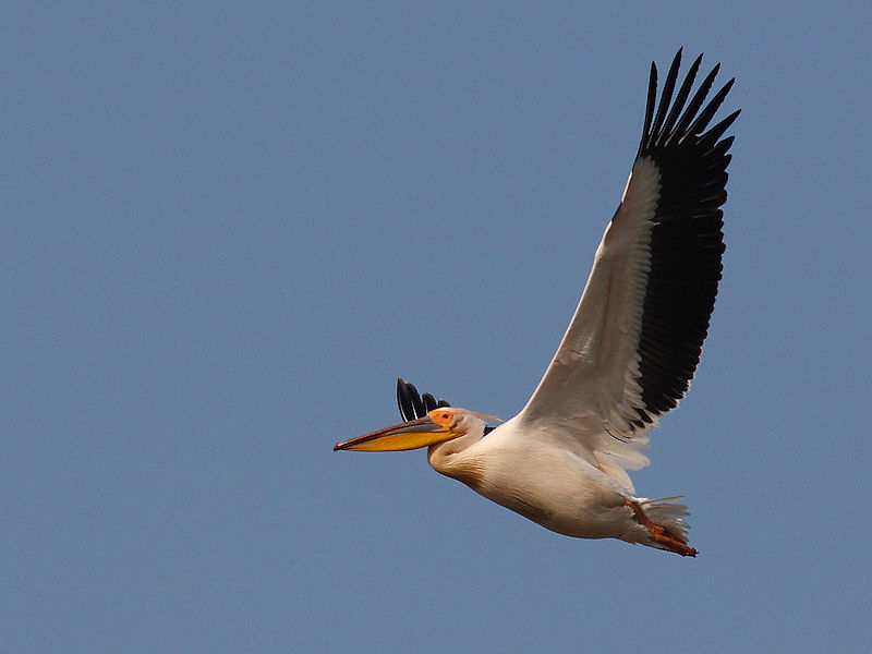 Pellicano Fiorentino - Pelecanus onocrotalus